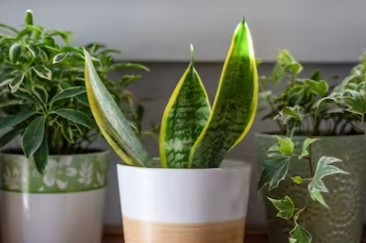 Best Plants for Office