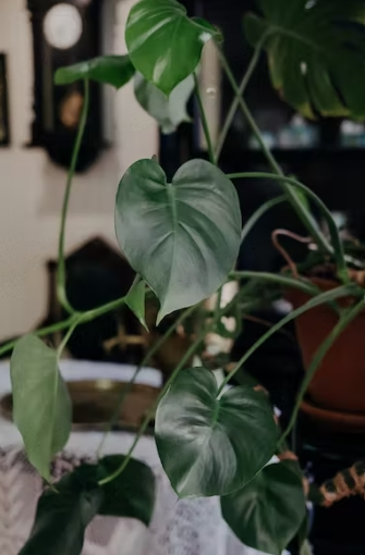 The Heart Leaf Philodendron