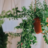 Guide to Indoor Plants