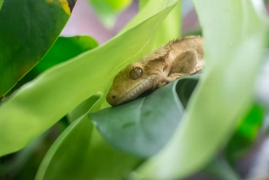 Guide to Crested Gecko Plants