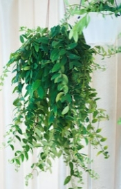  Guide to Indoor Plants