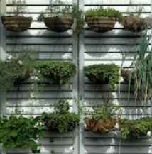  Guide to Indoor Plants
