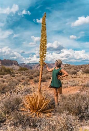 Outdoor Plants in Arizona
