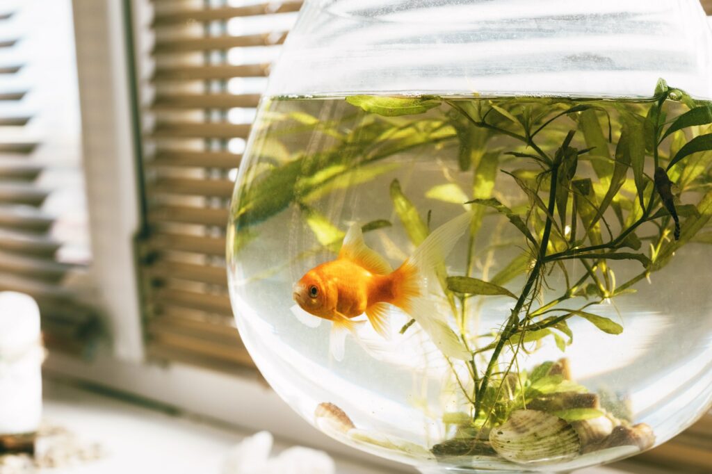 A small goldfish swims in an aquarium standing on the windowsill in the room