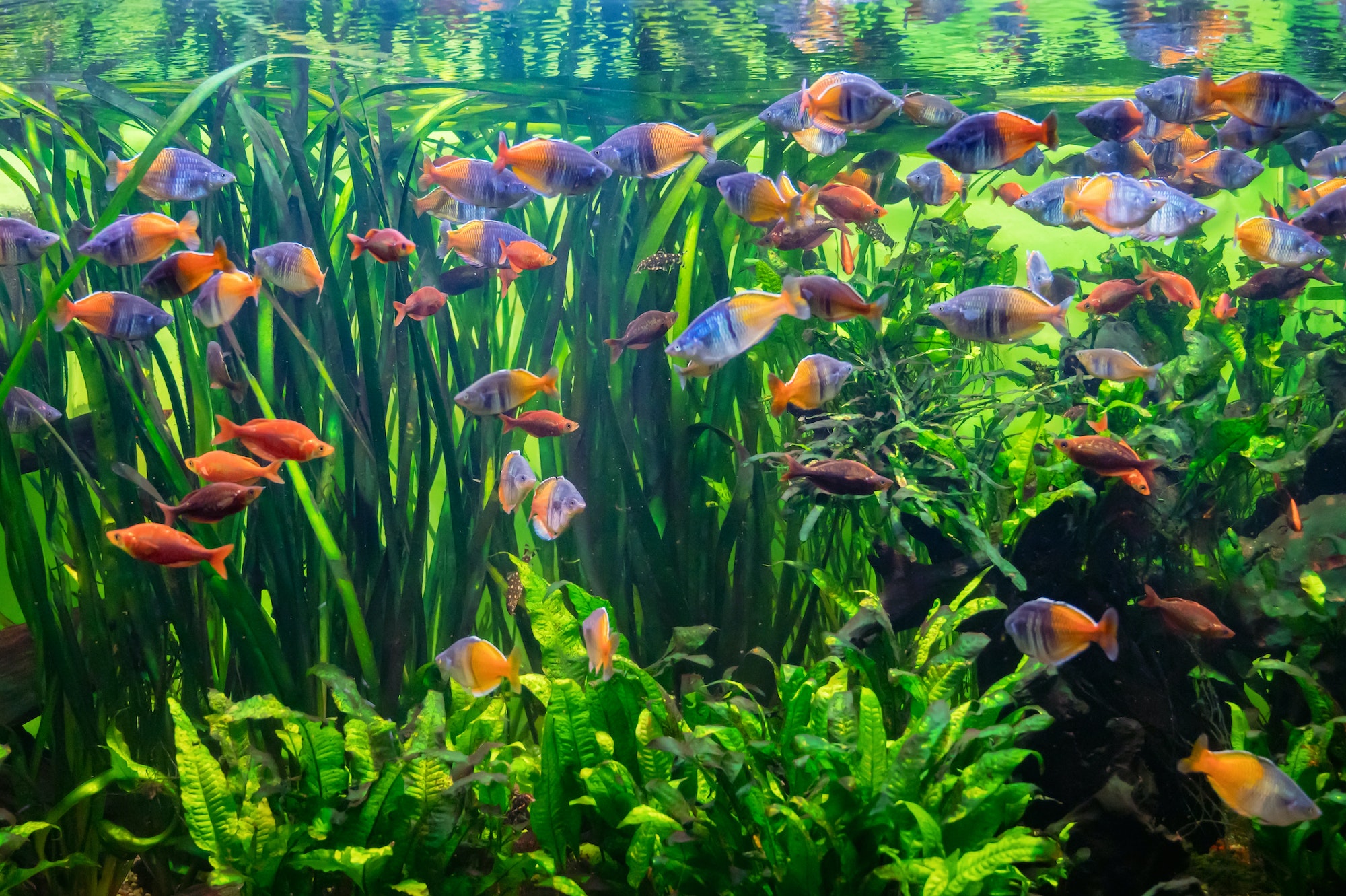 Aquarium full of fresh water fish and aquatic plants