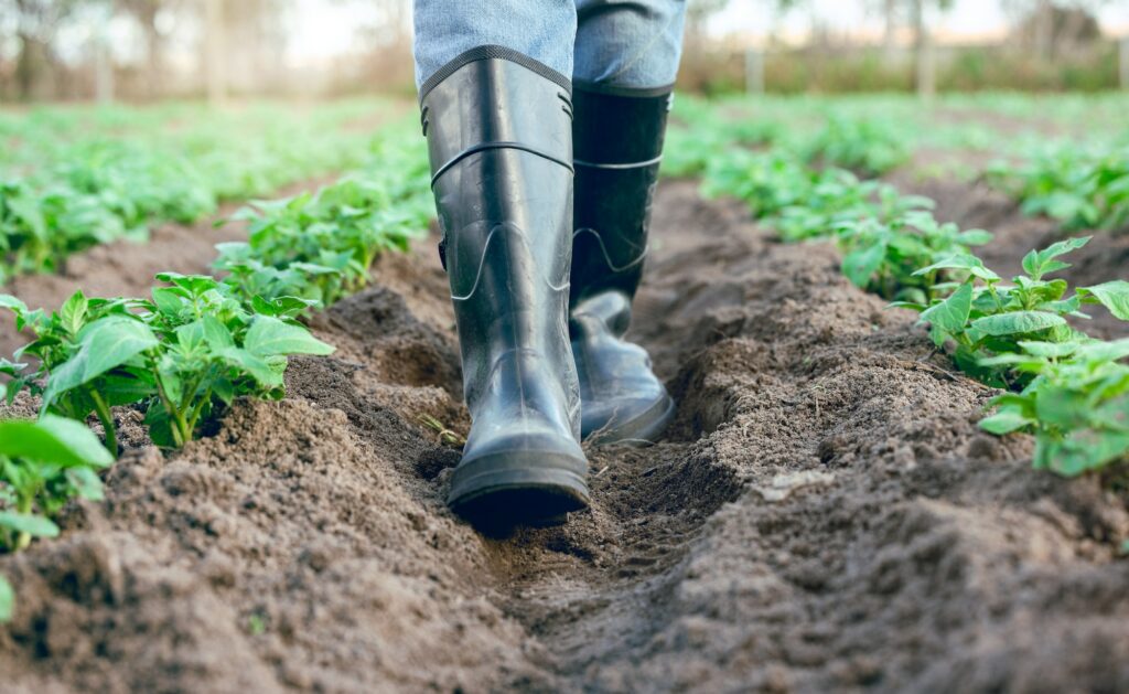 Farm, shoes and feet of a farmer walking through an agriculture garden for harvest and sustainabili