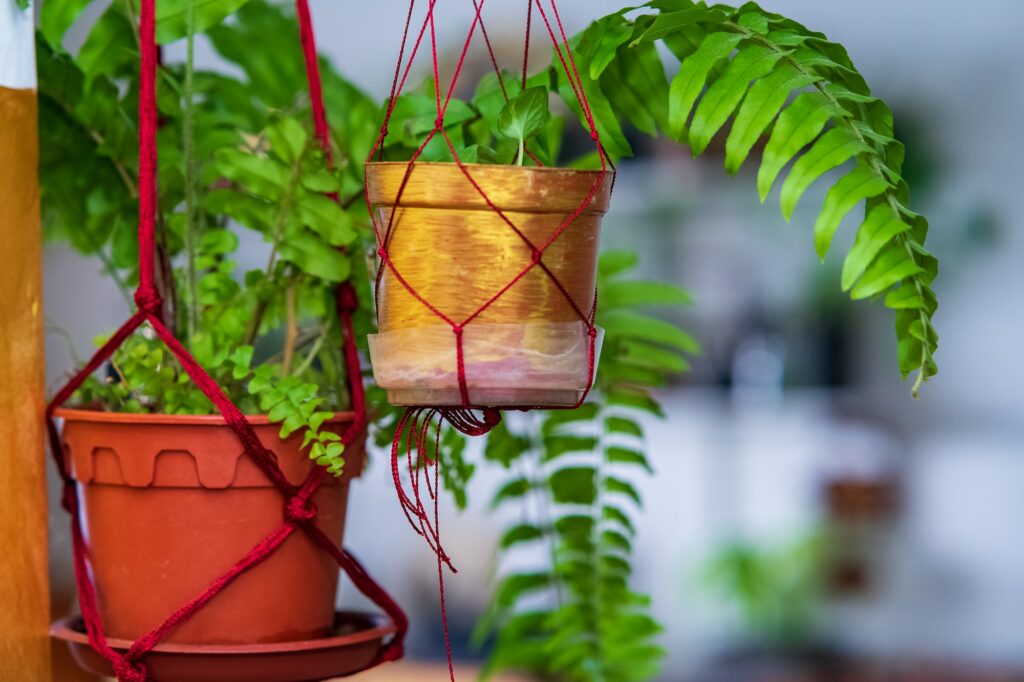 Ferns on macrame hanging pot. Air purifying plants for home, Indoor houseplant, Houseplants With Hea