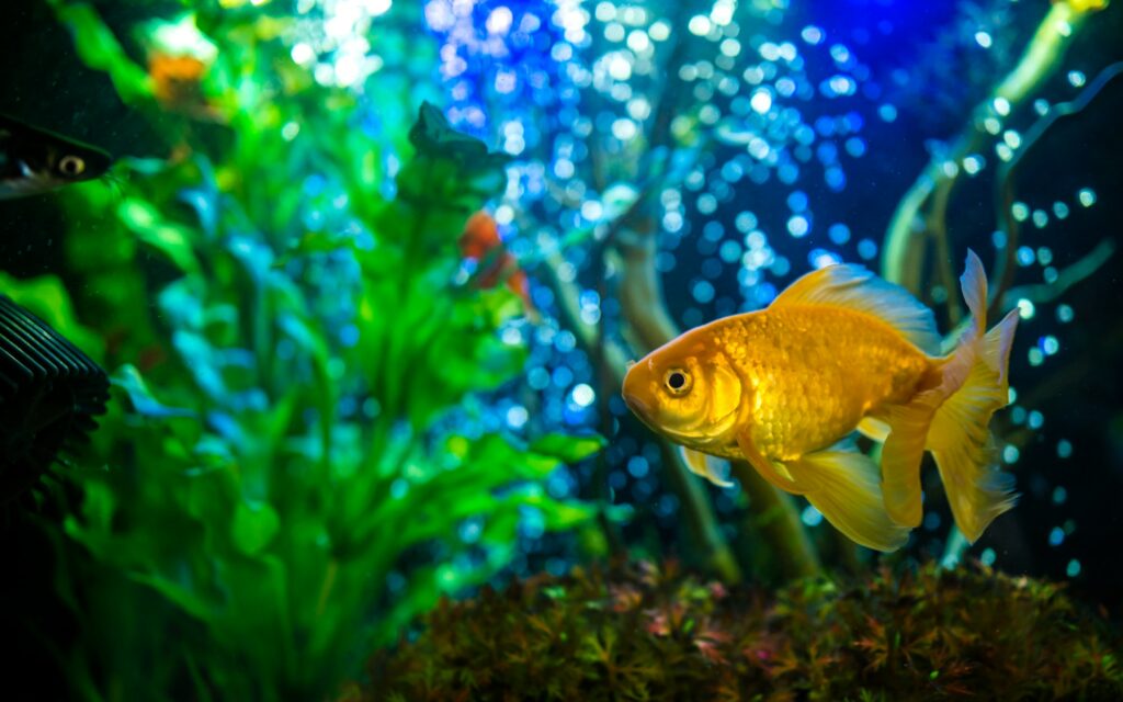 Playing gold fish in aquarium