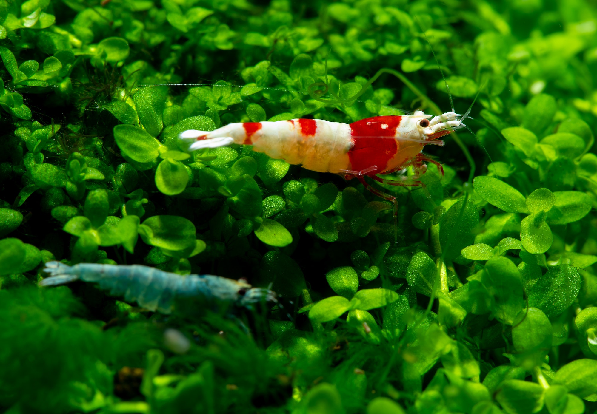 Red bee shrimp stay on grass and look to some directions with blue bolt shrimp