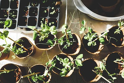 Best Soil Type For Growing Plants