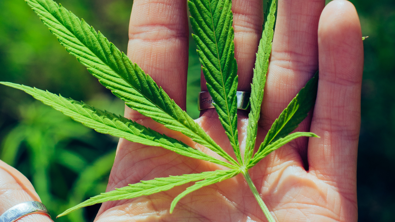 Best Fertilizer For Marijuana Plants