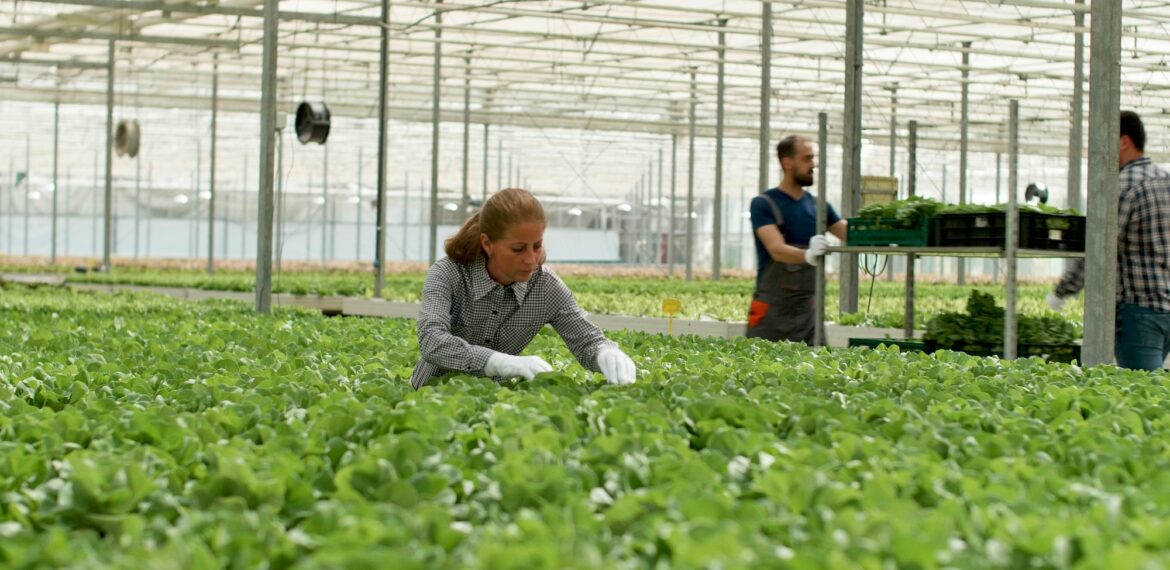 Agronomist businesswoman working in hydroponics greenhouse