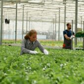 Agronomist businesswoman working in hydroponics greenhouse