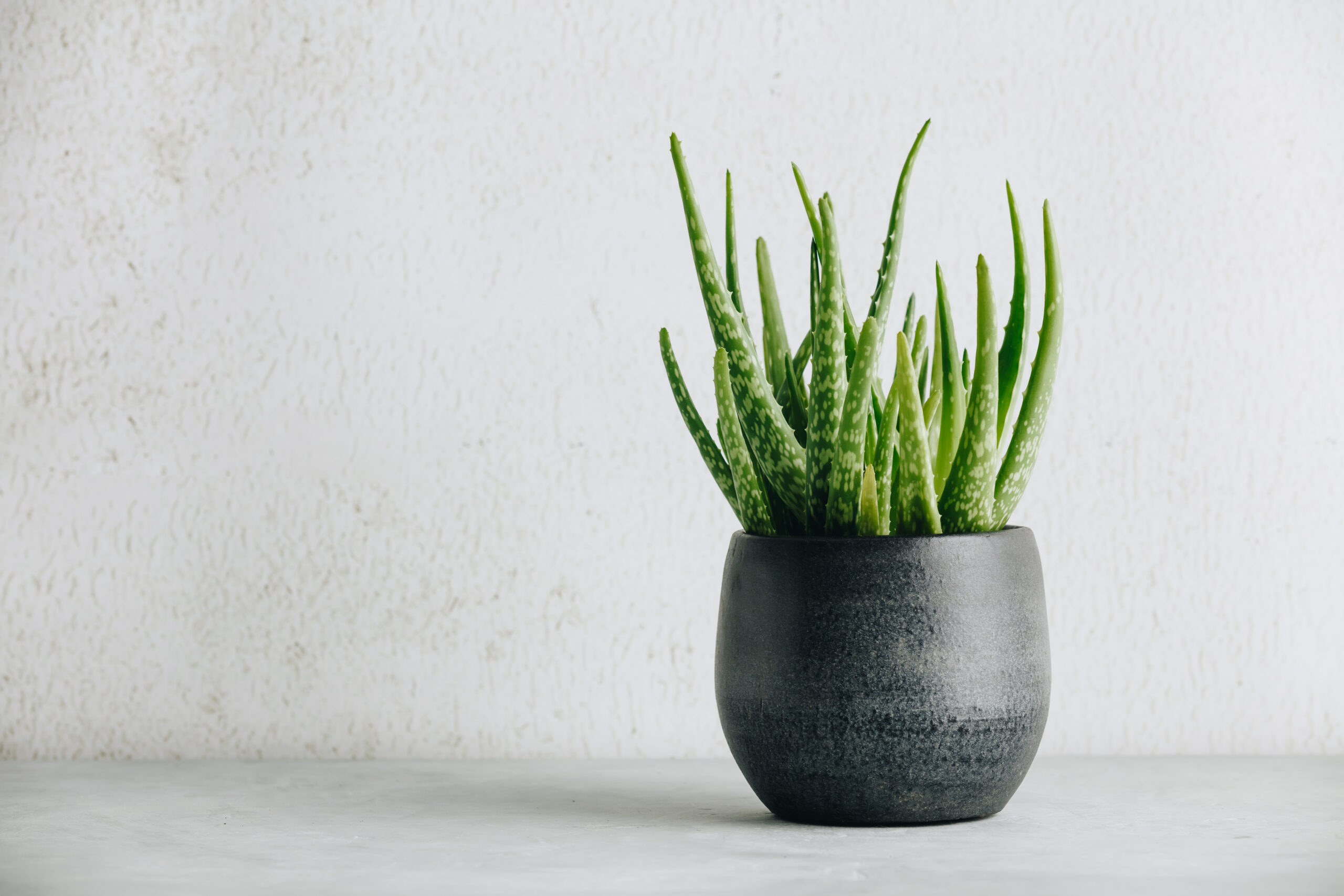 Best Pots For Aloe Plants Grow Healthy Aloe Vera Plants 6369