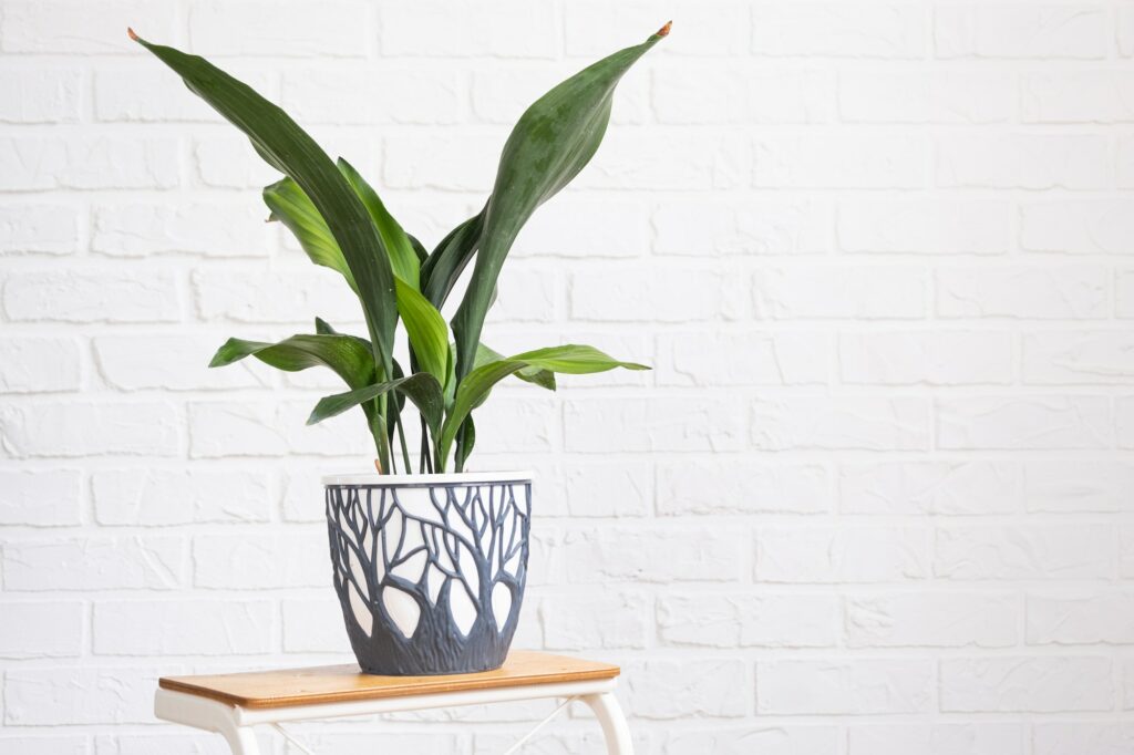 Aspidistra with tough leaves on a stand in interior on whtite brick wall.