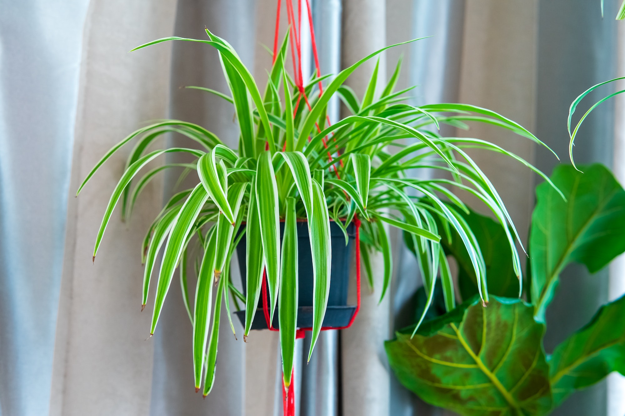 Chlorophytum comosum, Spider plant in white hanging pot / basket,
