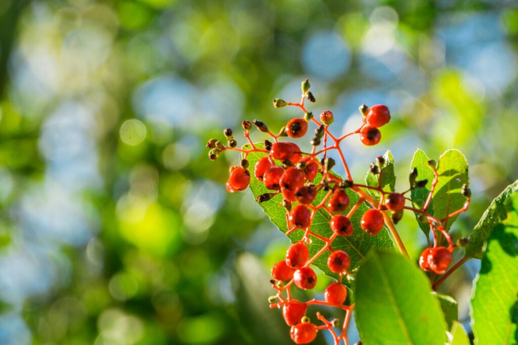 Bright red Toyon berries