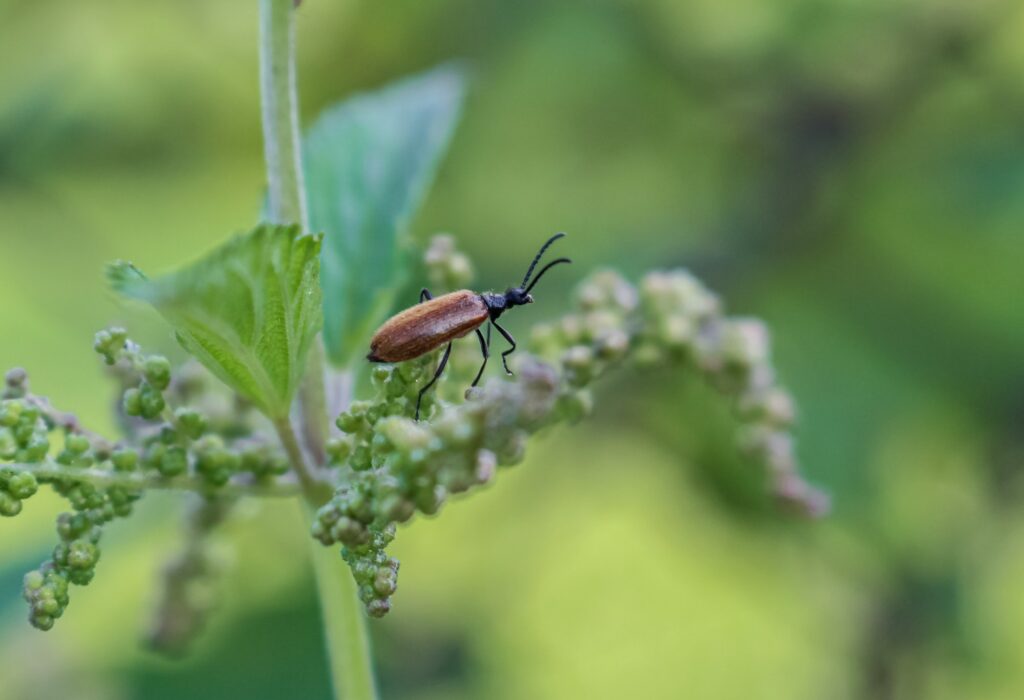 Brown bug on a green plant