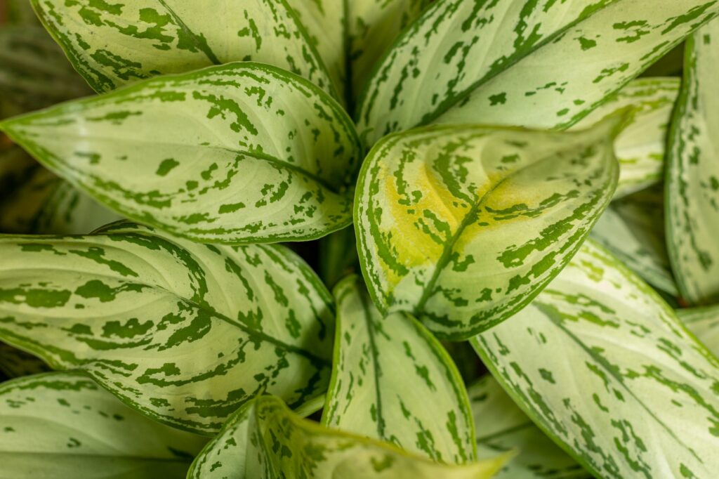 Close-up of green Aglaonema leaves with abstract patterns of lush foliage plants. Wallpaper.