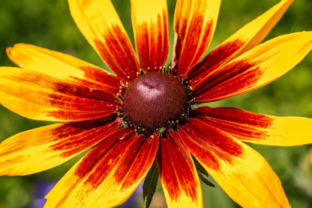 Closeup of a Black-Eyed Susan Flower