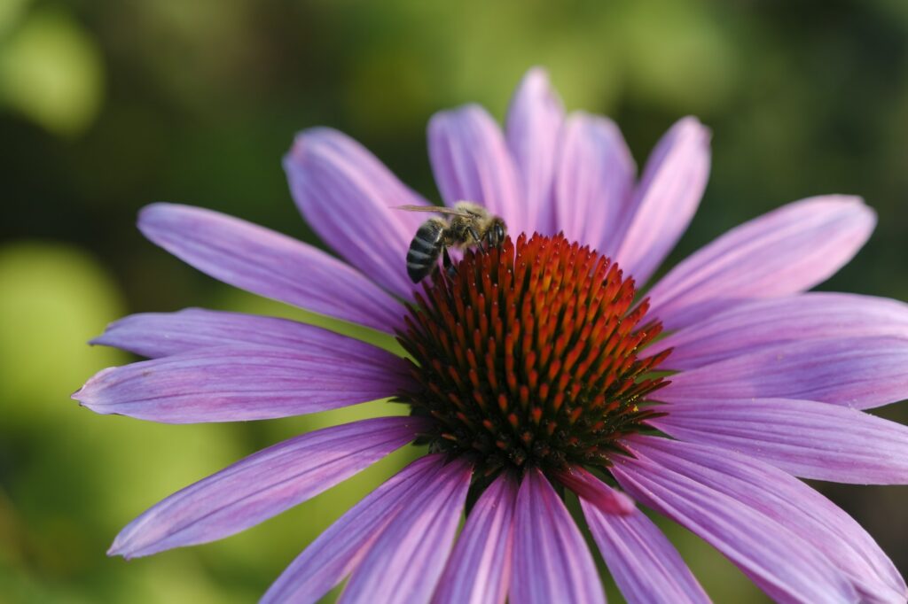 Closeup of a bumblebee collecting pollen from a purple coneflower (Echinacea)