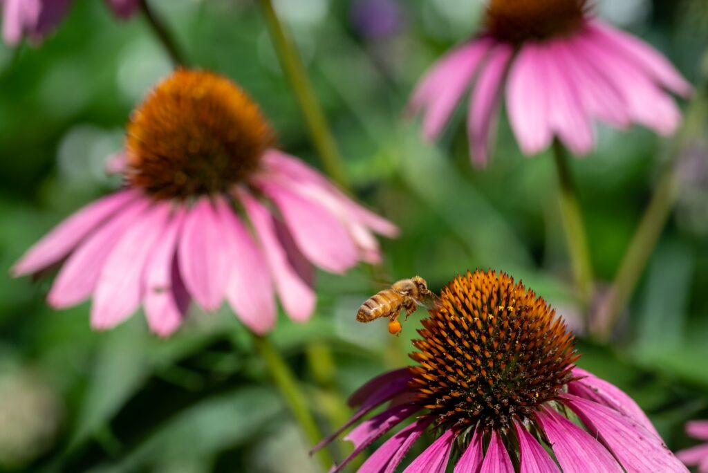 Closeup of Honey bee on coneflowers
