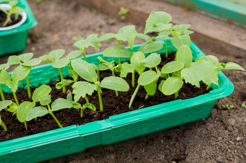 cucumber seedlings in small containers, planting, transplant seedling, homeplant, vegetables