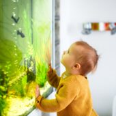 Cute kid Toddler sees fish in the large aquarium at home.