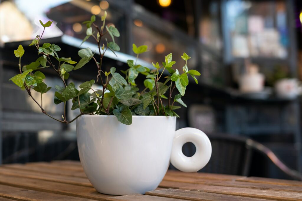 English ivy plant in a cup-shaped pot, outdoor cafe decoration.