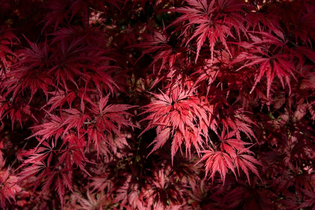 Feathery marginated leaves on a colorful red Japanese maple