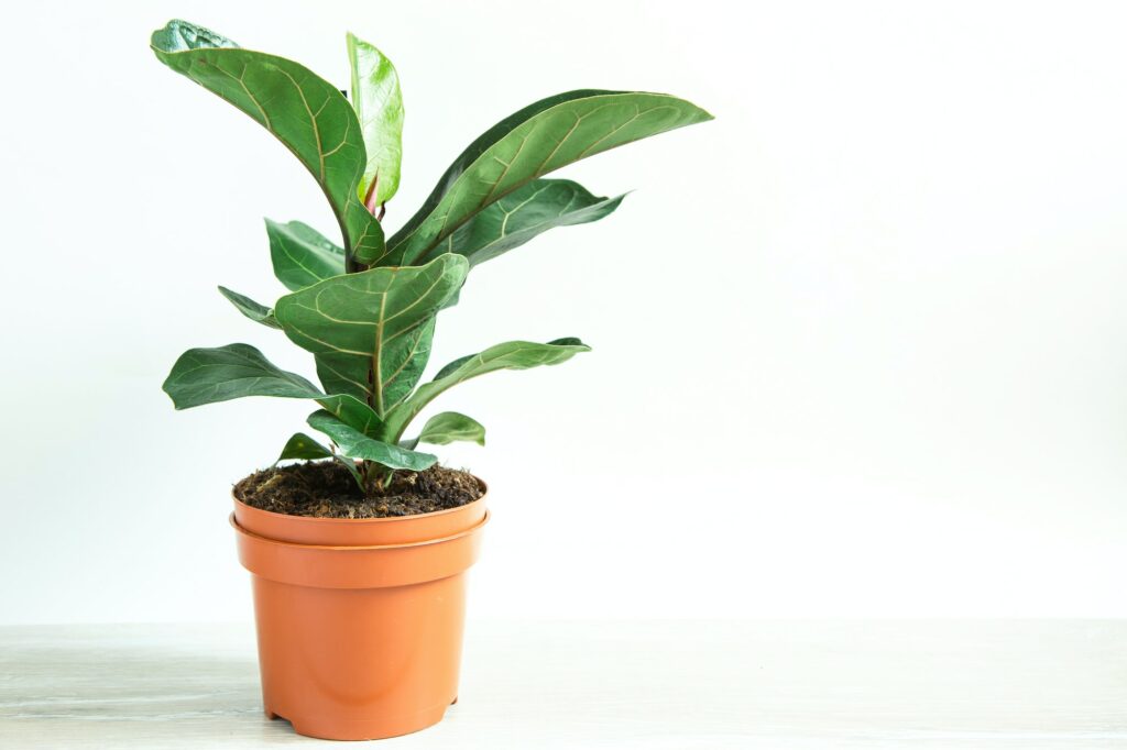 Ficus lirata bambino in a pot on a white background. Growing potted house plants