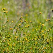 Fiddleneck (Amsinckia tesselata) wildflowers