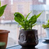 Flower pots with indoor plants are on windowsill. It is raining outside window.