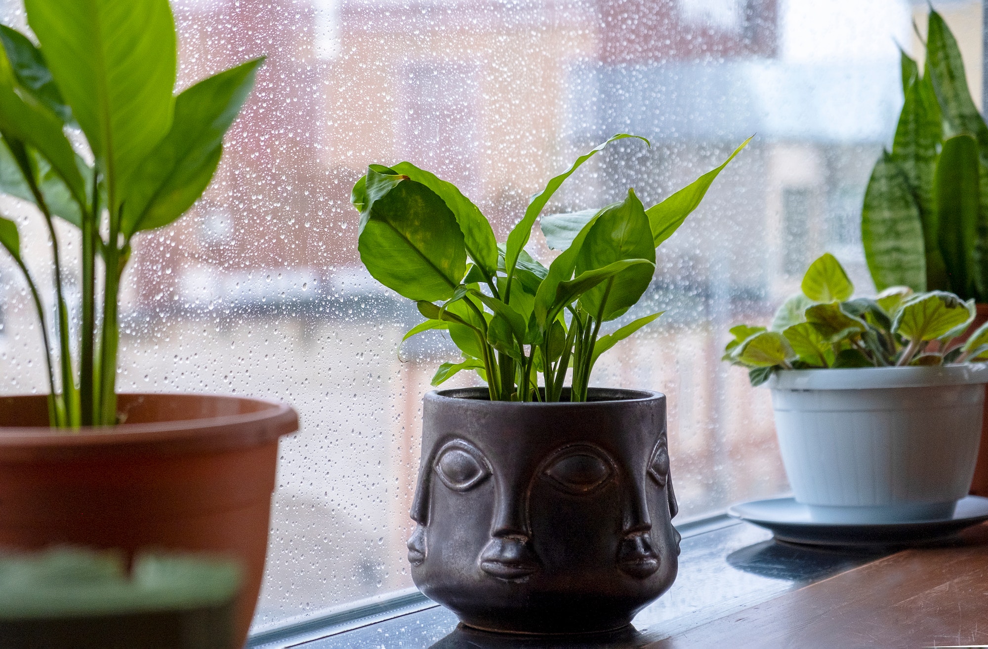 Flower pots with indoor plants are on windowsill. It is raining outside window.