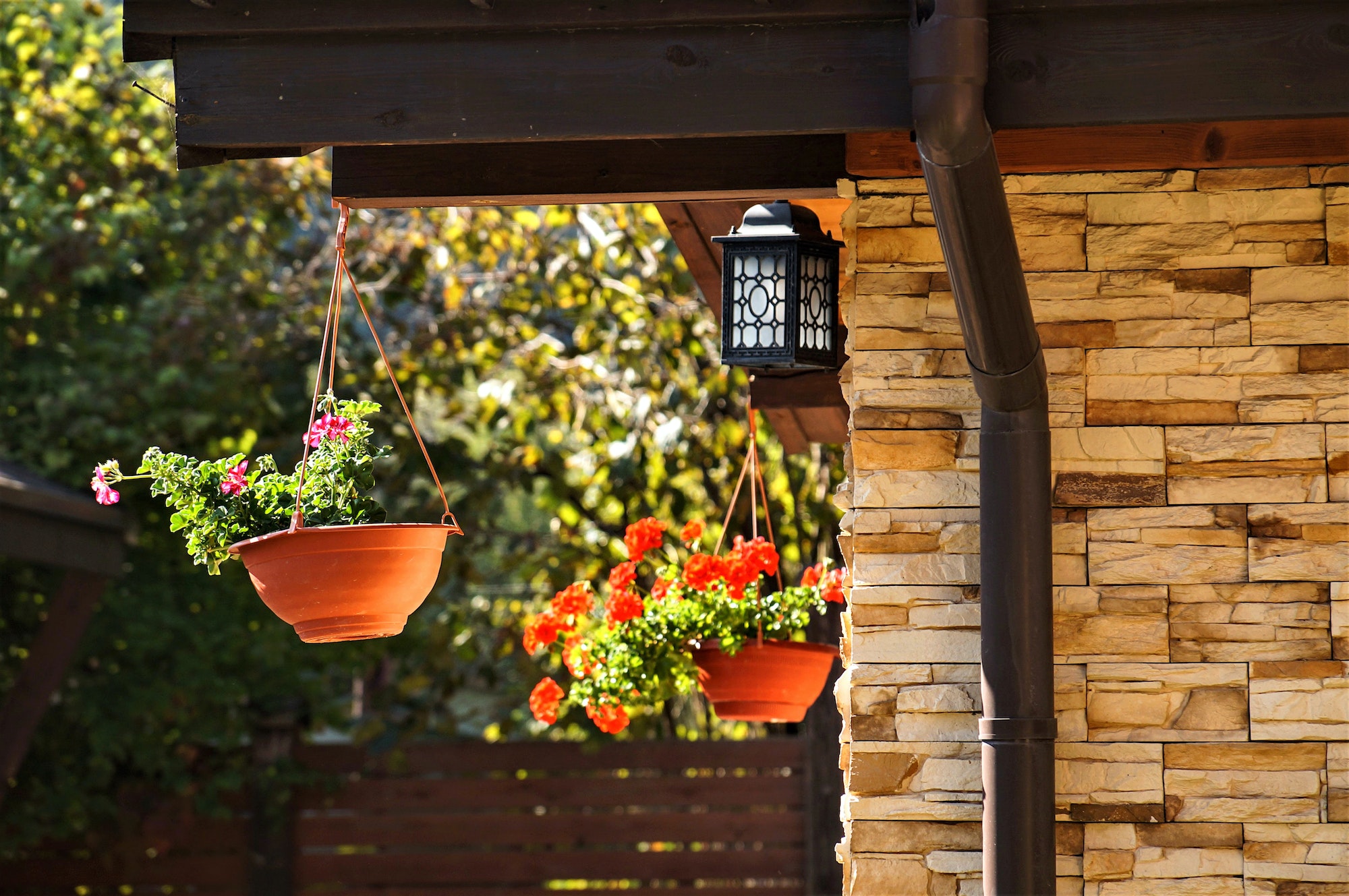 Best Plants For Hanging Pots Beautify Your Home