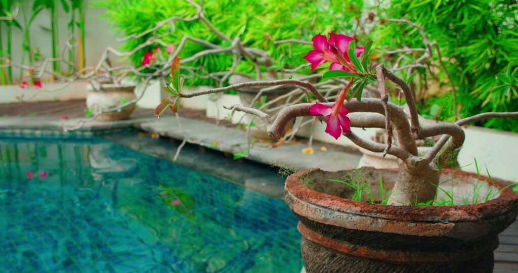 Garden background with blooming adenium pink flower in a pot by poolside. Small tree decoration near