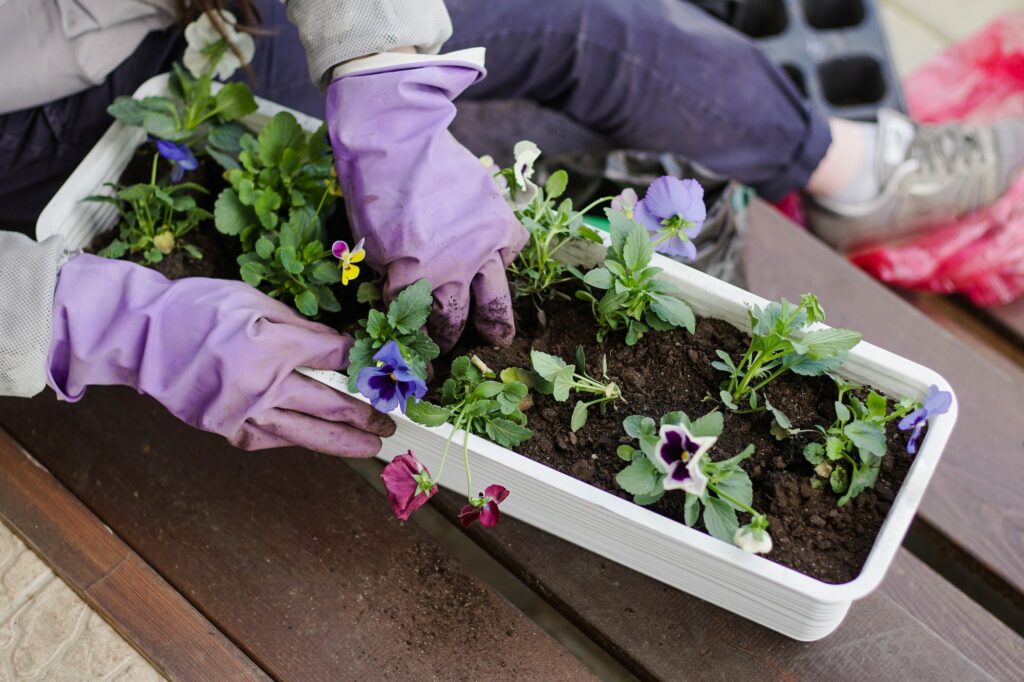 Gardeners hands planting flowers in pot with dirt or soil in container on terrace balcony garden.