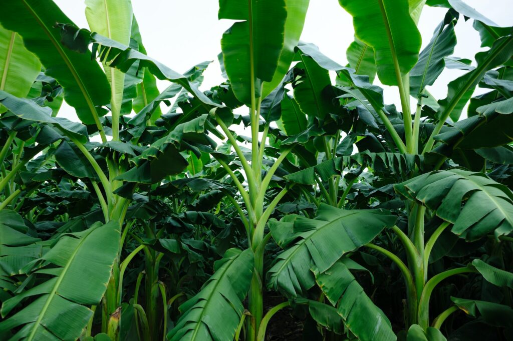 Green banana trees growing at field