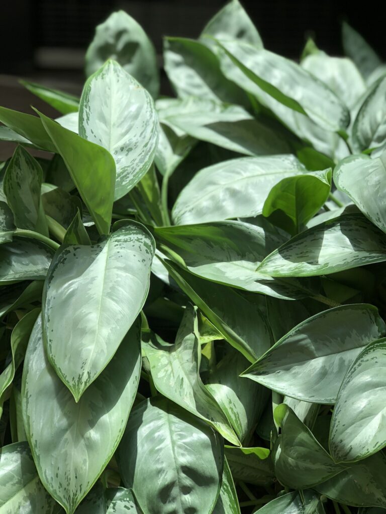 Green Leaves - Chinese Evergreen Plant