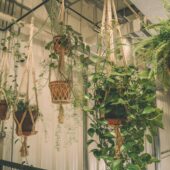 Hanging plants