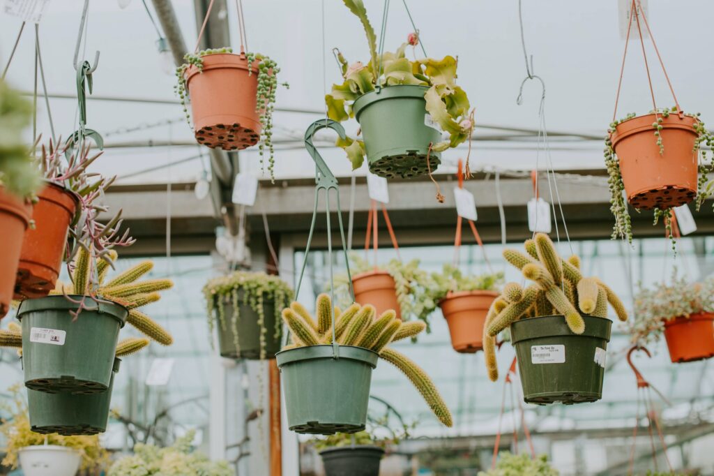 Hanging potted plants at a plant store