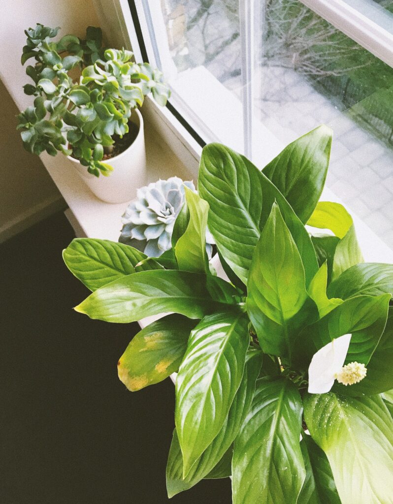 Home plants : blooming peace lily and succulents