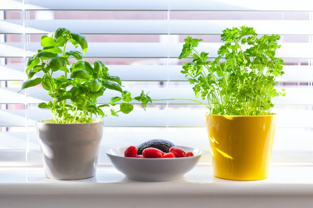 Homegrown herb plants in pots on window parapet. Basil and parsley