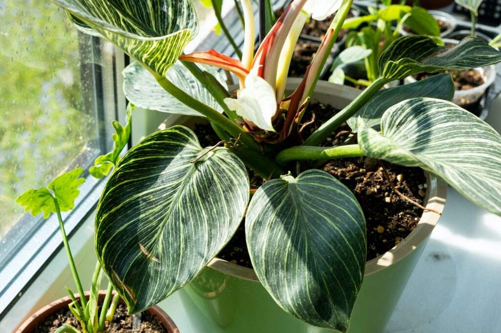 Houseplant philodendron Birkin on the windowsill by the window. Growing and caring for indoor plant