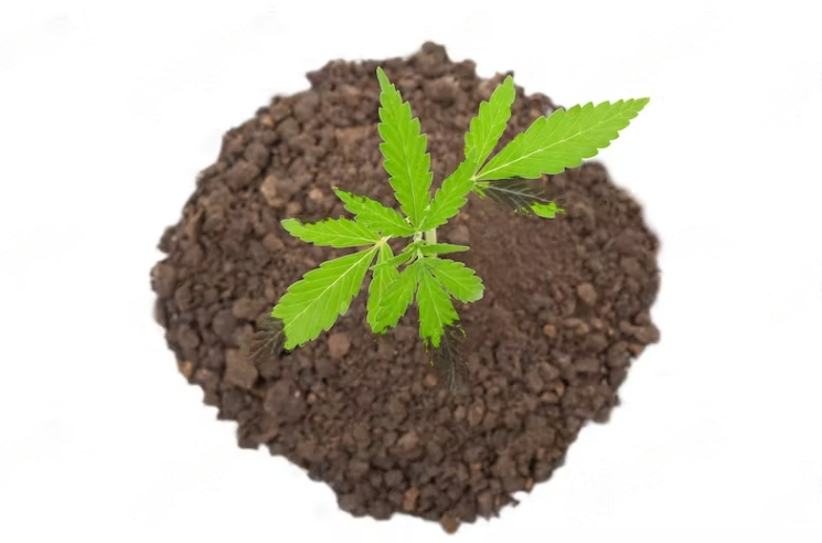 Best Fertilisers For Marijuana Plants