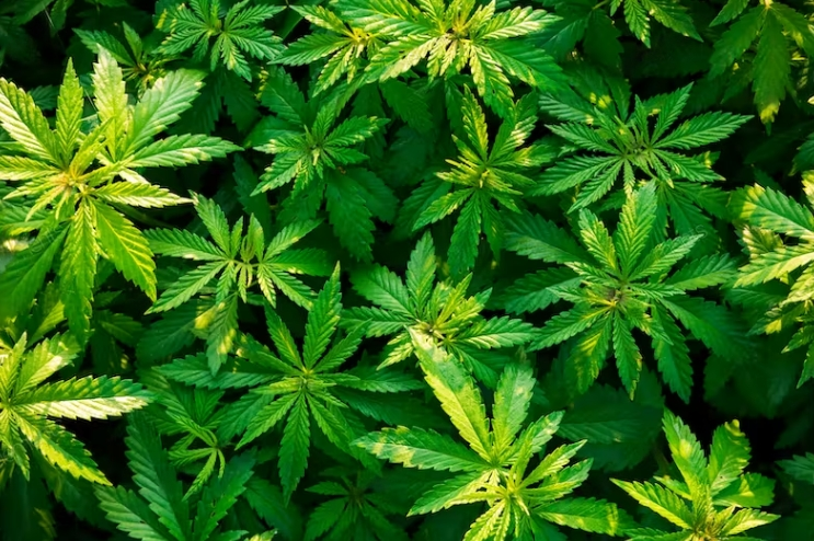 Fertilizer For Marijuana Plants