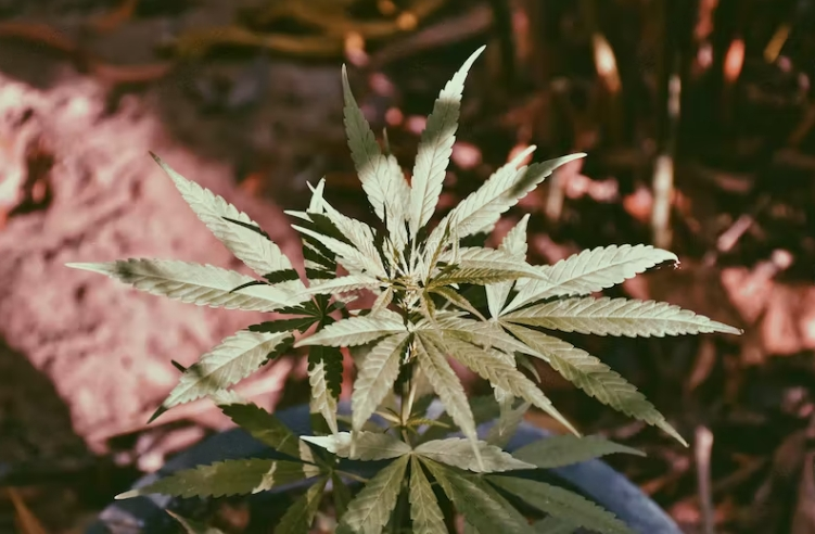Fertilise Marijuana Plants