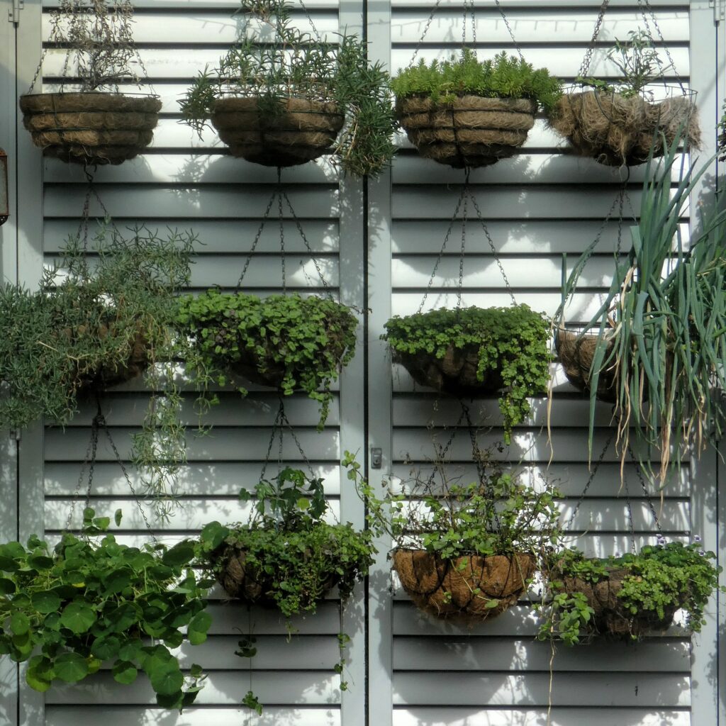 Indoor plants hanging in baskets against wall