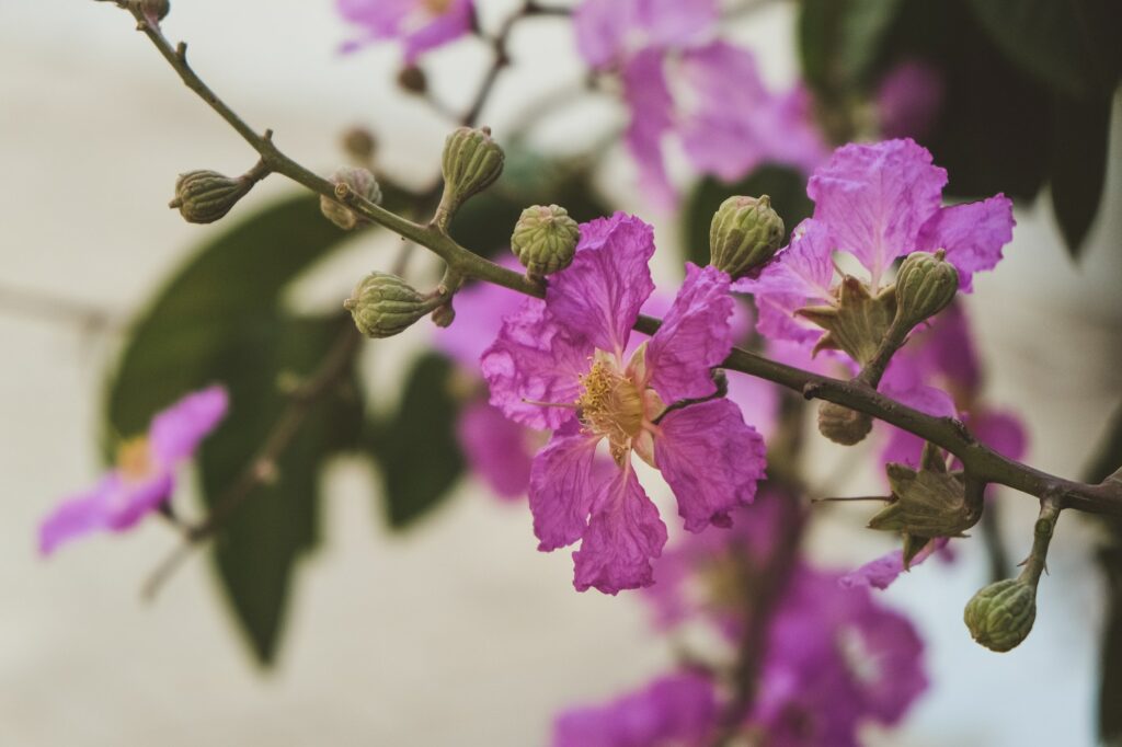 Lagerstroemia speciosa flower from tropical southern Asia