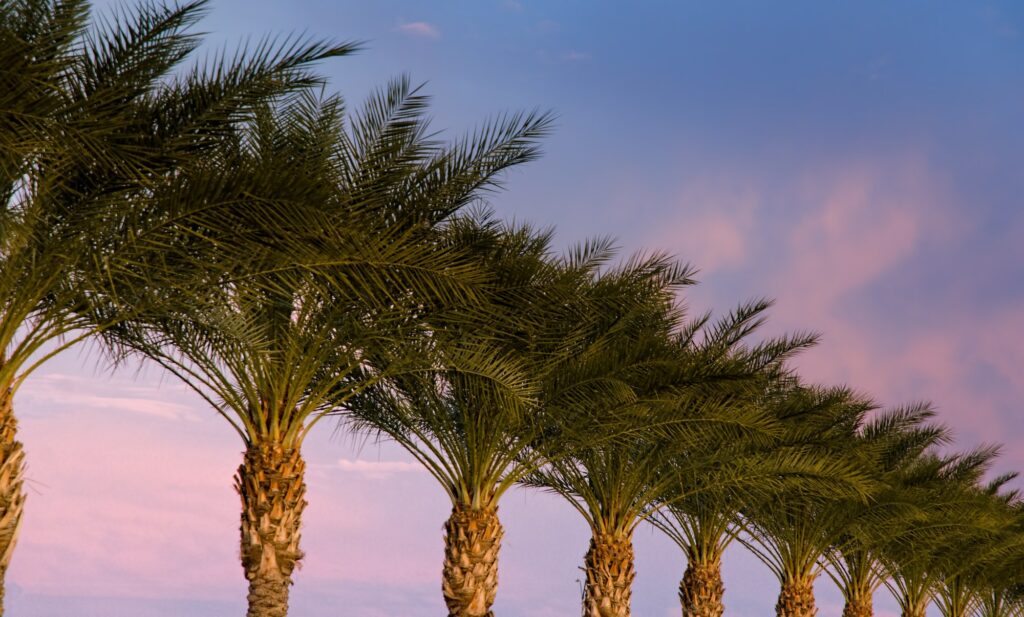Lined up Date palms at Sunset
